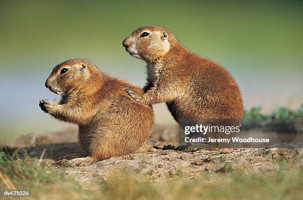 prairie dog (cynomys ludovicianus), custer state park, south dakota, usa - prairie dog - fotografias e filmes do acervo