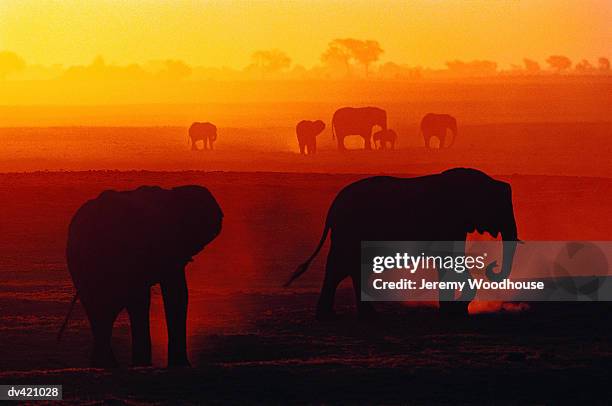 african elephants at sunset (loxodonta africana), chobe national park, botswana, africa - chobe nationalpark stock-fotos und bilder