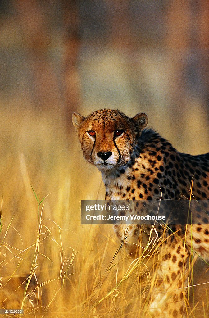 Cheetah (Acinonyx jubatus), Eastern Namibia, Africa