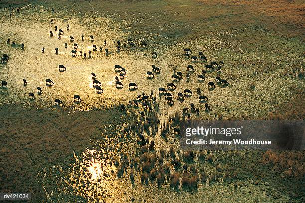 african buffalo (syncerus caffer) - okavango delta stock pictures, royalty-free photos & images
