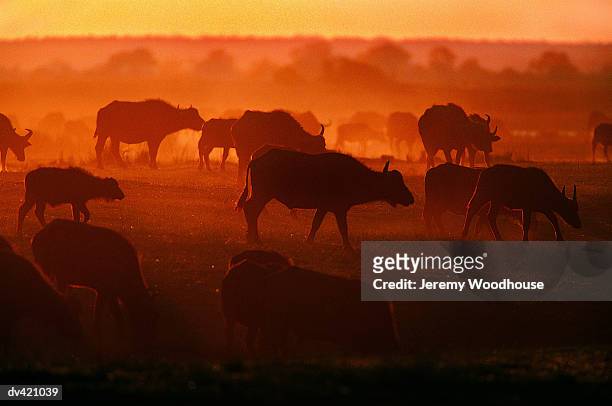 african buffalo (syncerus caffer) - wild cattle stock-fotos und bilder