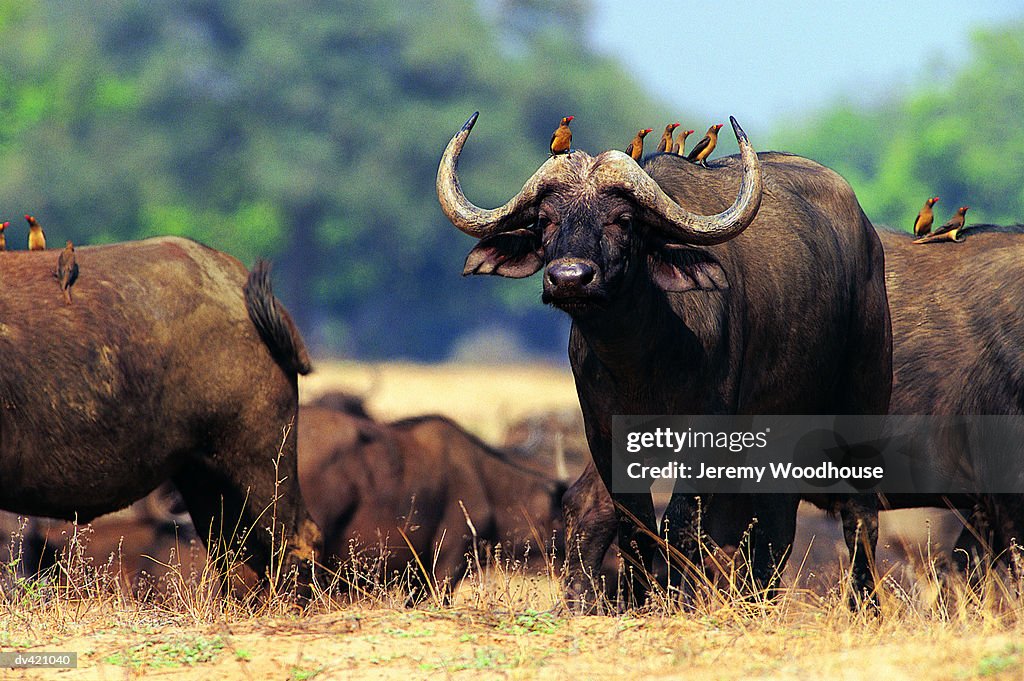 African Buffalo (Syncerus caffer)