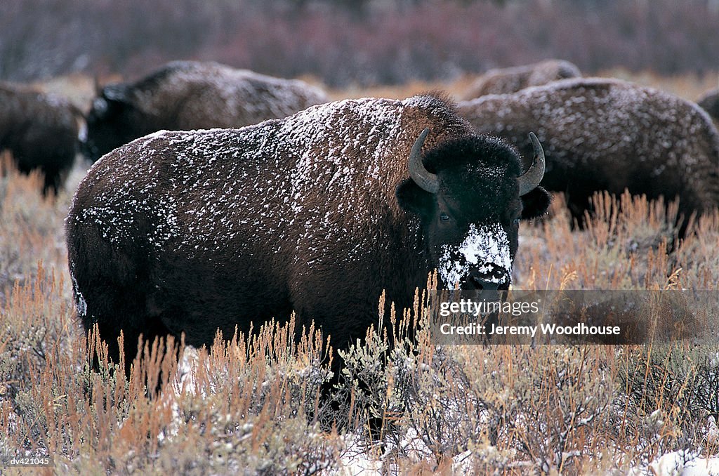 Buffalo or Bison,