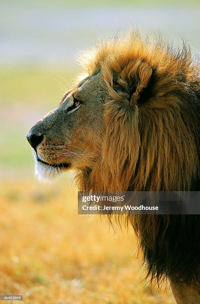 Male Lion (Panthera leo)