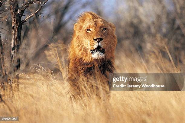 lion (panthera leo) - getaand stockfoto's en -beelden