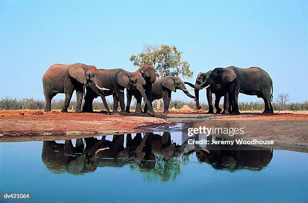 african elephants (loxodonta africana) savuti, botswana, africa - savuti reserve stock pictures, royalty-free photos & images