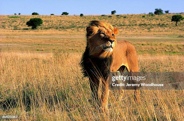 lion (panthera leo) - kalahari gemsbok national park stock pictures, royalty-free photos & images