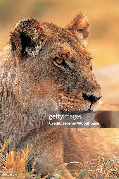 lioness (panthera leo) - moremi wildlife reserve - fotografias e filmes do acervo