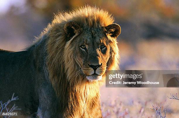lion (panthera leo) - tawny stock pictures, royalty-free photos & images