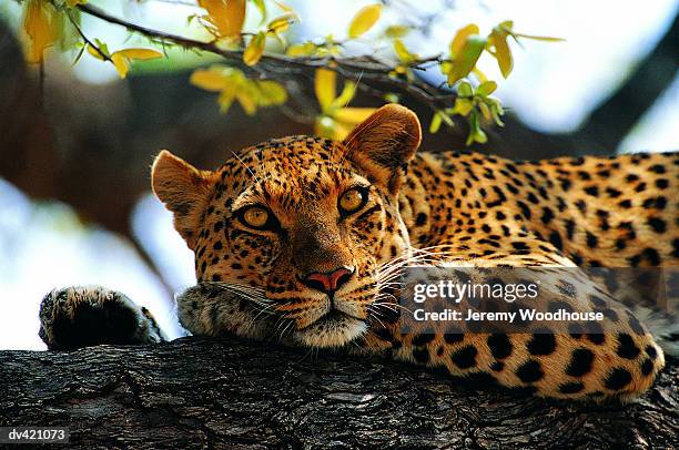 leopard in tree (panthera pardus), moremi game reserve, botswana, africa - moremi wildlife reserve - fotografias e filmes do acervo