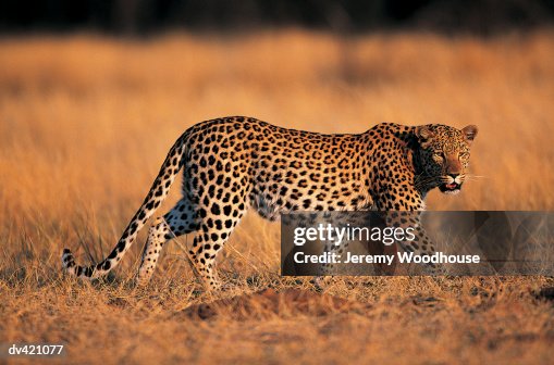 Leopard (Panthera pardus) Leopard (Panthera pardus)