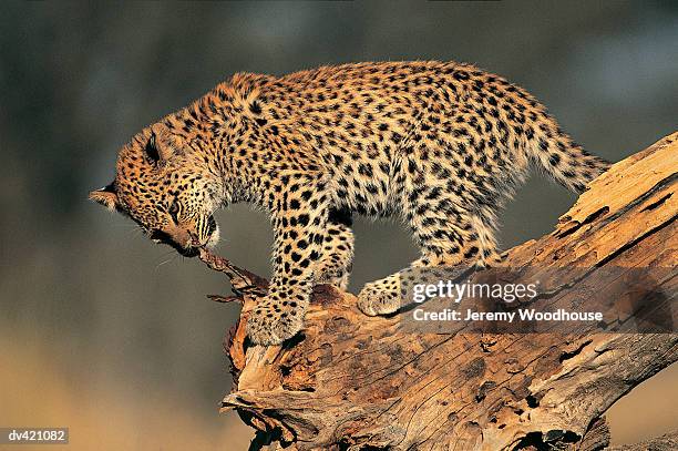 leopard cub in tree (panthera pardus) - leopard cub stock pictures, royalty-free photos & images