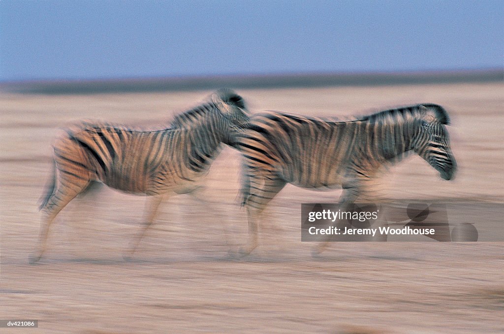 Zebra (Equus burchelli)