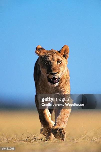 lion (panthera leo) - lioness stock pictures, royalty-free photos & images