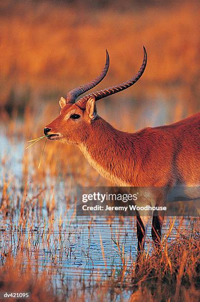 red lechwe (kobus leche) - moremi wildlife reserve - fotografias e filmes do acervo