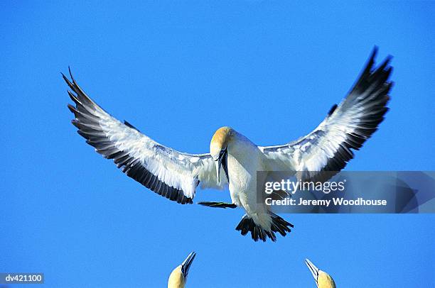 cape gannet (morus capensis) - cape province stock pictures, royalty-free photos & images