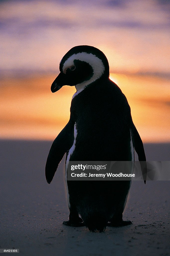 Jackass Penguin (Spheniscus demersus)