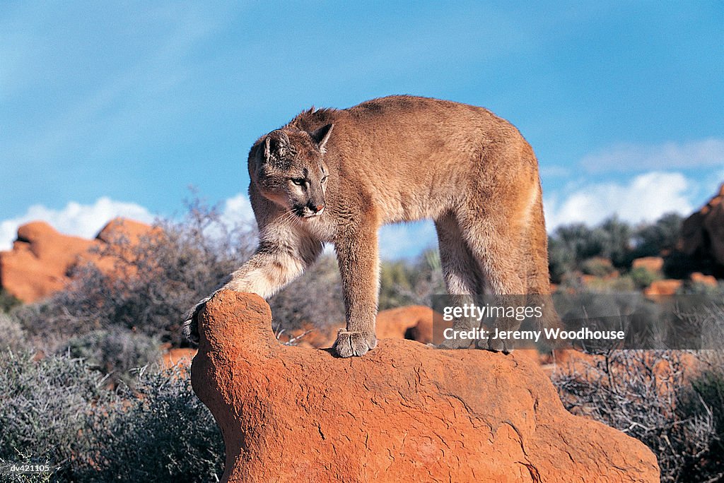 Mountain Lion, Cougar, Puma (Felis concolor), Utah USA