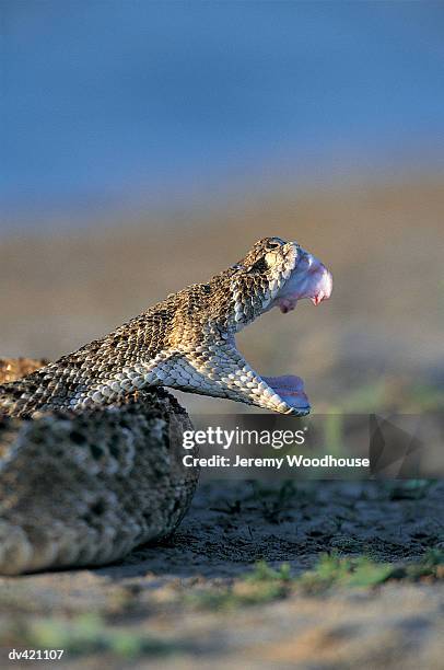 rattlesnake, rio grande valley, south texas, usa - klapperschlange stock-fotos und bilder