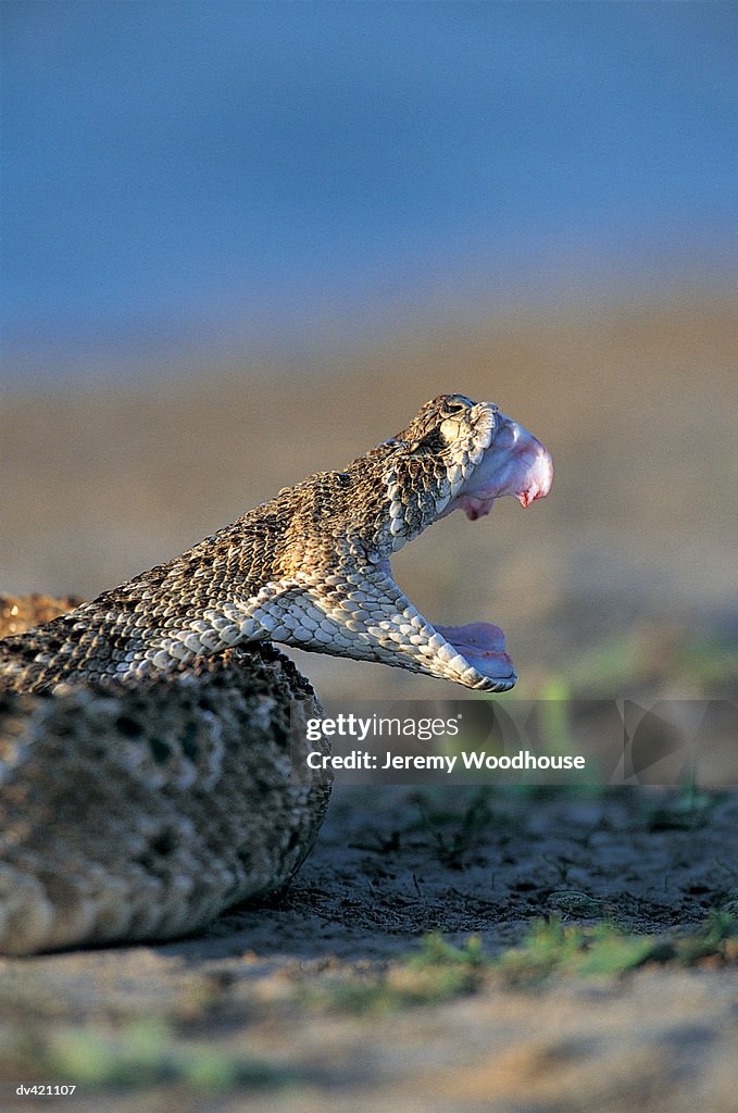 Rattlesnake, Rio Grande Valley, South Texas, USA
