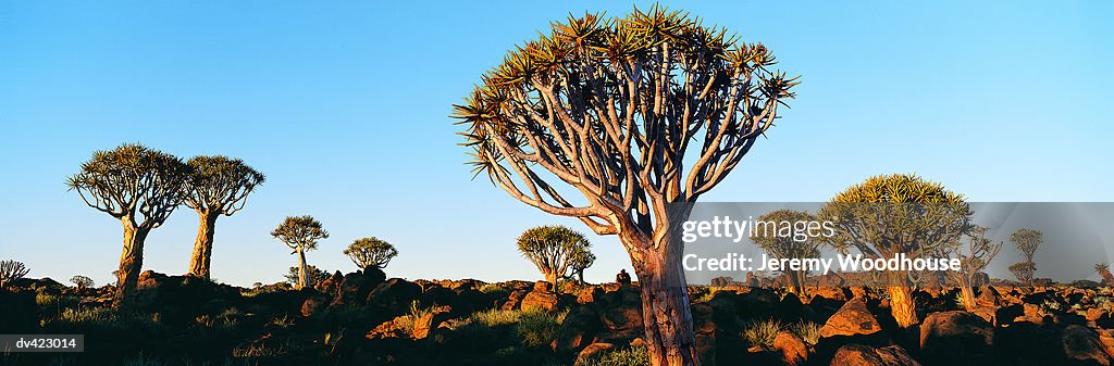 Quiver Trees (Kokerboom), Keetmanshoop, Namibia, Africa