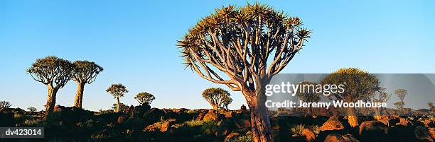 Quiver Trees Keetmanshoop Namibia Africa, 照片檔