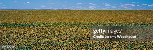 sunflower crop, dakota, illinois, usa - dakota illinois stock pictures, royalty-free photos & images