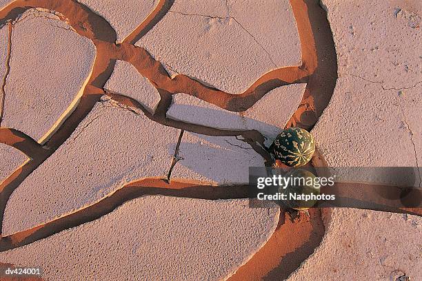 drought pattern, namib desert, sossusvlei, namibia, africa - namib foto e immagini stock