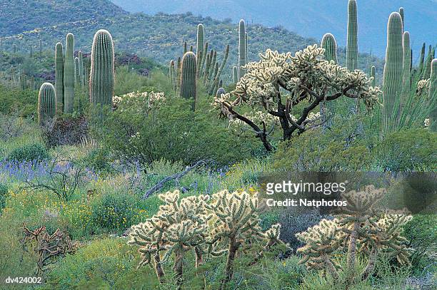 cacti and desert foliage, organ pipe cactus national monument, arizona, usa - organ pipe cactus national monument stockfoto's en -beelden
