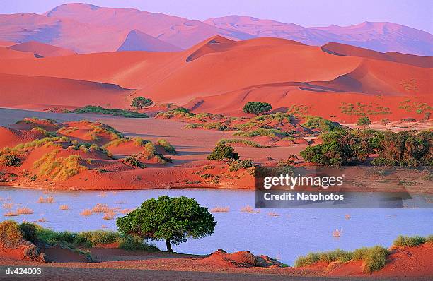 namib desert, sossusvlei, namibia, africa - namib naukluft national park 個照片及圖片檔