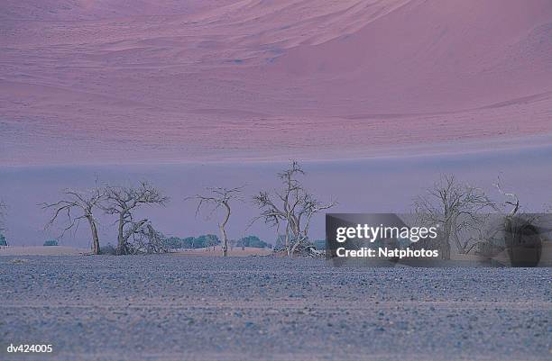 dead acacia trees, namib desert, namibia, africa - namib foto e immagini stock