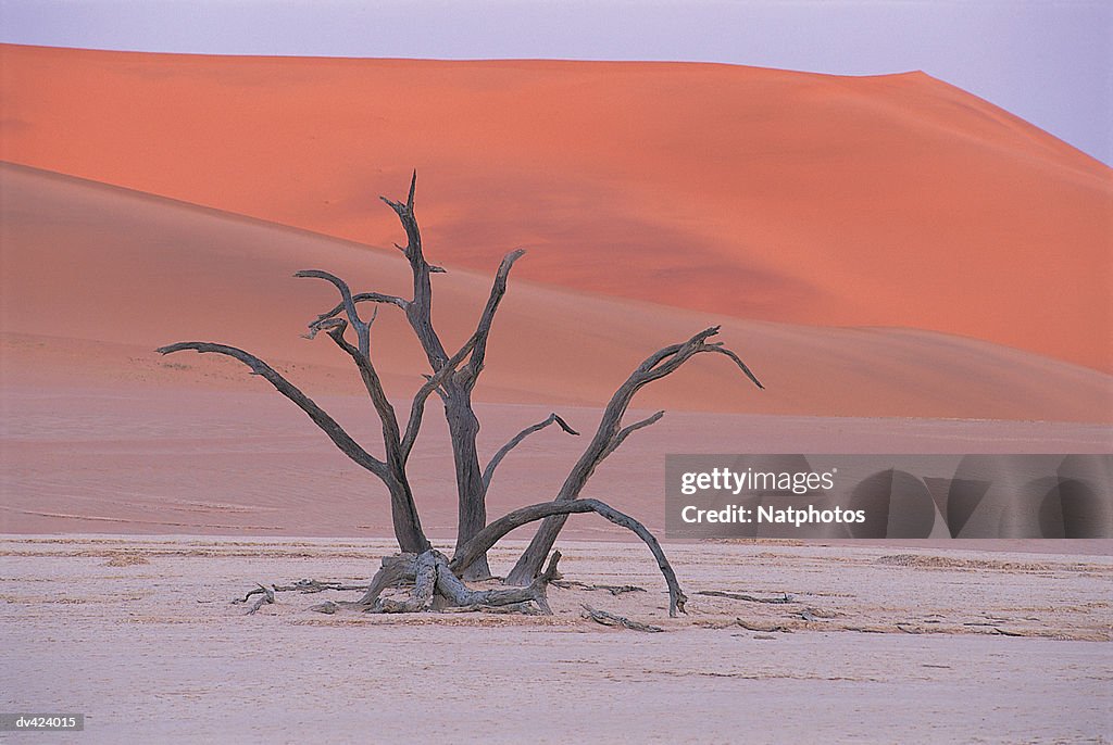 Dead Acacia tree, Sossusvlei, Namib Desert, Namibia, Africa