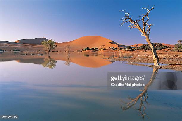 sossusvlei, namib desert, namibia, africa - namib foto e immagini stock