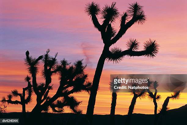 joshua trees, joshua tree national park, california, usa - joshua tree ストックフォトと画像
