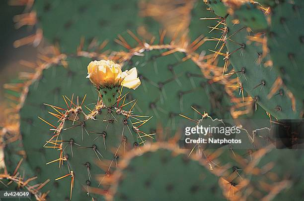 prickly pear cactus, organ pipe national monument, arizona, usa - organ pipe cactus national monument stock pictures, royalty-free photos & images