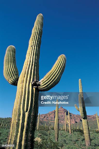 saguaro cactus, organ pipe national monument, arizona, usa - organ pipe cactus national monument stockfoto's en -beelden