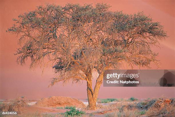 acacia tree, sossusvlei, namib desert, namibia - namib foto e immagini stock