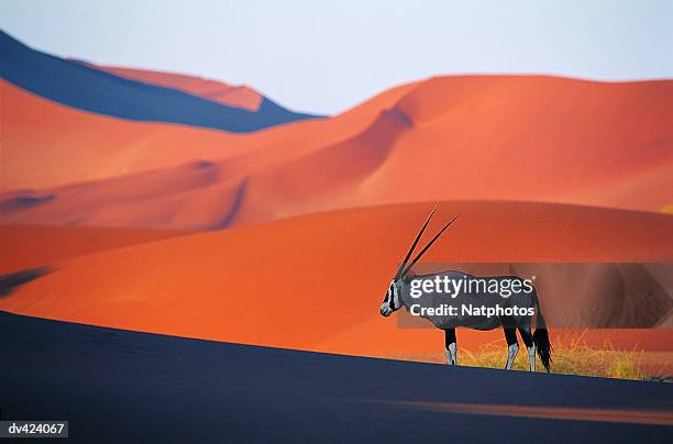 oryx antelope - namibia stock-fotos und bilder