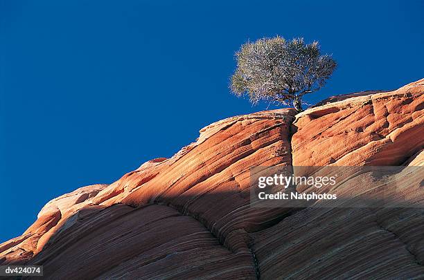 coyote buttes, paria wilderness, utah, usa - paria canyon foto e immagini stock