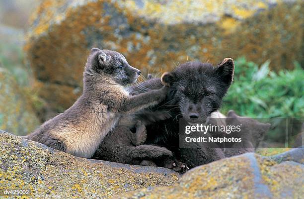 arctic blue fox, pribliof islands, st paul, alaska, usa - premiere of blue fox entertainments big bear arrivals stockfoto's en -beelden