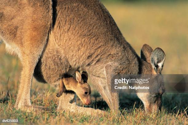 eastern grey kangaroo (macropus giganteous) wilsons promontory national park, australia - cria de canguru imagens e fotografias de stock