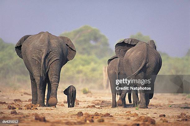 african elephant (loxodonta africana) chobe national park, botswana, africa - chobe national park bildbanksfoton och bilder