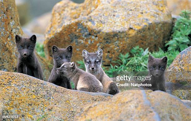 arctic blue fox, pribilof islands, st pauls, alaska, usa - arctic fox cub stock pictures, royalty-free photos & images