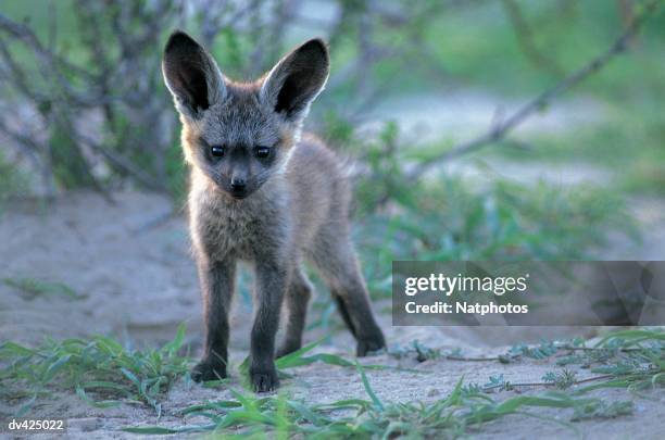 young bat-eared fox (otocyon megalotis) - parc transfrontalier du kgalagadi photos et images de collection