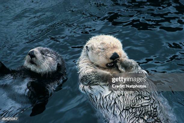 sea otters (enhydra lutris) - weasel family stock pictures, royalty-free photos & images