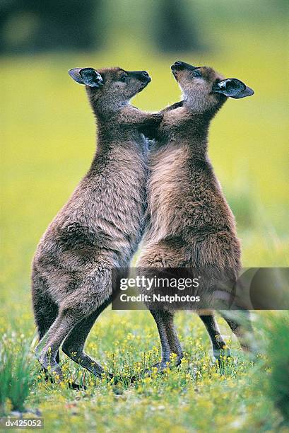 young eastern grey kangaroos boxing (macropus giganteus) - joey stock pictures, royalty-free photos & images
