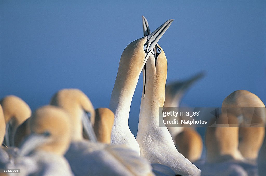 Cape Gannets (Sula capensis) Lamberts Bay, South Africa