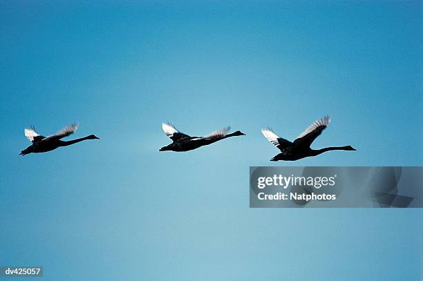 black swans in flight (cygnus melanocorypha) - black swans stock pictures, royalty-free photos & images