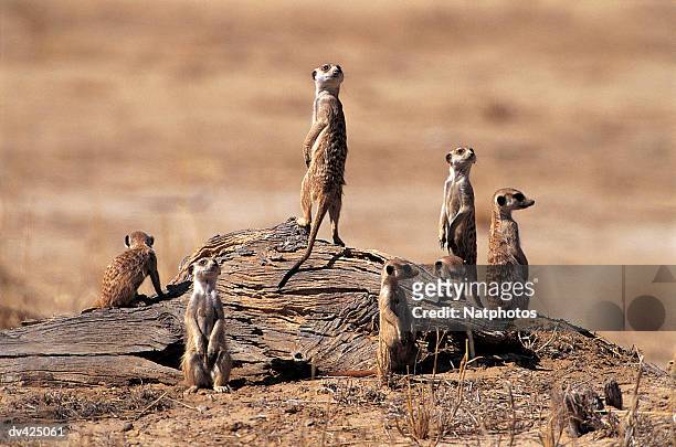 slender tailed meerkats (suricata suricatta) kalahari gemsbok national park, south africa - parco nazionale kalahari gemsbok foto e immagini stock