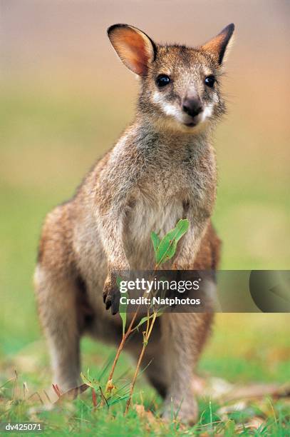 wallaby (macropus agilis) green bowling bay national park, queensland, australia - green park stock pictures, royalty-free photos & images